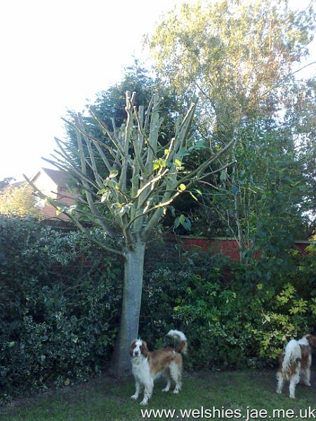 2010-10-20 01.jpg - Inspecting the tree after it's just been cut